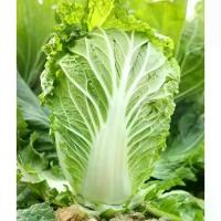 ราคา เมล็ดพันธุ์ ผักกาดขาวปลี 400-1000 เมล็ด อัตรางอกสูง หัวแน่น ใบเขียวอ่อน ปลีสวย รสหวาน กรอบนุ่ม [10 แถม 1 คละได้] (1732072245513389253)