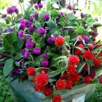 ราคา 5 แถม5 100 เมล็ด เมล็ดพันธุ์ ดอกบานไม่รู้โรย บานไม่รู้โรย Gomphrena Seed บานไม่รู้โรย สีม่วง / สีแดง อัตรางอกสูง เก็บปลูกต่อได้ มีให้เลือก 2 สี ดอกดก สีแจ่ม ผักกระสัง สี great pu (1733103370371106262)