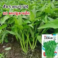 ราคา ซื้อ 5 แถม 5 ฟรี!แบ่งขาย 60 เมล็ด เมล็ดพันธุ์ ผักบุ้งแก้ว ผักบุ้งเย็นตาโฟ เมล็ดใหม่สมบูรณ์ อัตราความงอกสูง ซื้อ ปลูกง่ายโตเร็ว (1733106339589031382)