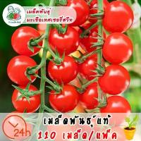 ราคา เมล็ดพันธุ์ มะเขือเทศเชอรี่ 110 เมล็ด Lycopersicon esculentum เมล็ดพันธุ์แท้ นำเข้าจากต่างประเทศ ปลูกผัก สวนครัวเมล็ดสวีทปริ้นเซสมะเขือเทศเชอรี่แดง มะเขือเทศเชอรี่กลม (1732712007209288982)