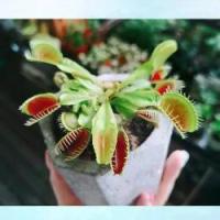 ราคา y 100เมล็ด เมล็ดพันธุ์ กาบหอยแครง พืช​กิน​แมลง ​ กับดักงับแมลง ต้นไม้กินแมลง กาบหอยแครงฟันฉลาม (1733390107037697489)