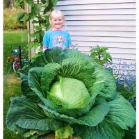 ราคา เมล็ดพันธุ์ กะหล่ำปลียักษ์ (Giant Russian Cabbage Seed) บรรจุ 50 เมล็ด คุณภาพดี ราคาถูก ของแท้ 100% (1733375478228682502)
