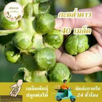 ราคา เมล็ดพันธุ์ กะหล่ำดาว 40 เมล็ด Brussels sprouts seed เมล็ดพันธุ์แท้100% นำเข้าจากต่างประเทศ (1733398995902891782)