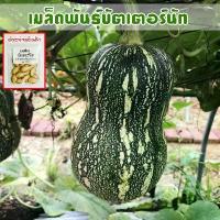 ราคา ฟักทองบัตเตอร์นัท เมล็ดพันธุ์ 3-20 เมล็ด มีคู่มือปลูก (ซื้อ 10 แถม 1 คละได้) (1730933303033956352)