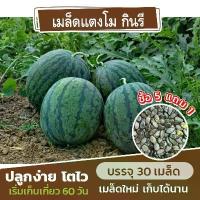 ราคา เมล็ดพันธุ์ แตงโม พันธุ์กินรี แบ่งขาย 30 เมล็ด (ซื้อ 5 แถม 1) y (1733389985746159057)