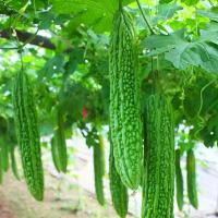 ราคา 【ซื้อ 5 แถม 5 ฟร】เมล็ดพันธุ์ มะระขี้นก มะระจีน 12เมล็ด/ซอง Bitter Gourd มะระ เมล็ด ปลูกง่ายโตเร็ว ผลผลิตสูง (1733030932421838520)