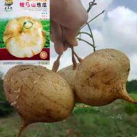 ราคา [ ซื้อ 5 แถม 5 ฟร] 20 เมล็ด เมล็ดพันธุ์ มันแกว มันตะเภา มันละแวก ปลูกมันแกว เมล็ดมันแกว เมล็ดพันธุ์ (1732964493024331436)