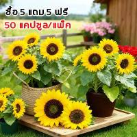 ราคา 5แถม5!! 50เมล็ด เมล็ดพันธุ์ ทานตะวันแคระ(ใช้เมล็ดปลูกต่อได้) ซันไบร์ทคิดส์ เมล็ดพันธุ์ทานตะวันแคระ (1732679157503133008)