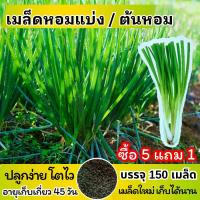 ราคา ซื้อ 5 แถม 1 เมล็ดพันธุ์ หอมแบ่ง แบ่งขาย 150 เมล็ด ปลูกง่าย โตไว เก็บได้นาน (1730131483870660673)