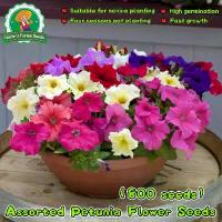 ราคา ของแท้ 100% เมล็ด พิทูเนีย คุณภาพ 800 เมล็ด Colorful Petunia Flower Seeds for Planting เมล็ดพันธุ์ ดอกไม้ เมล็ดดอกไม้สวย เมล็ดพิทูเนีย ดอกพิทูเนีย ดอกไม้พิทูเนีย ต้นไม้ฟอกอากาศ ต (1732994207831656421)
