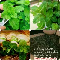 ราคา ประเทศไทย พร้อมสต็อก สะระแหน่ Edible Mint Seeds บรรจุ 200 เมล็ดพันธุ์ ต้นไม้ประดับ ต้นไม้มงคล ต้นไม้ ต้นไม้ฟอกอากาศ บอนไซ ต้นไม้ ต้นบอนไซ บอนไซแคระ บอนไซ ต้นไม้แคระ เมล็ดดอกไม้ บ (1732880310123333605)