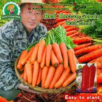 ราคา เมล็ดพันธุ์ แครอท สีแดง 1000 เมล็ด Sweet Red Carrot Seeds for Planting Vegetables Plants เมล็ดพันธุ์แท้ นำเข้าจากต่างประเทศ ปลูกผัก สวนครัว ปลูกง่าย โต เมล็ดแครอท ผักออร์แกนิก เม (1732887827605587941)