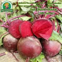 ราคา 150 เมล็ด ผักสวนครัว Red Beetroot Seeds (บีตรูต) บีทรูท สายพันธุ์ Ruby Queen Beet Seeds for Planting Vegetable Seeds เมล็ดบีทรูท เมล็ดพันธุ์ บีทรูท เมล็ดพันธุ์ บีทรูท ขนาดซองละ เ (1732994144743491557)