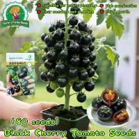 ราคา ปลูกง่าย เมล็ดสด100% เมล็ดพันธุ์ มะเขือเทศ เชอรี่สีดำ บรรจุ 80เมล็ด/แพ็ค Black Cherry Tomato Seeds for Sale Vegetable Plants Seeds Fruit Seeds for Planting มะเขือเทศเชอรี่แคระ เม (1732887925127350245)