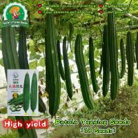 ราคา คุณภาพดี 10 เมล็ด ปลูกง่าย โตไว เมล็ดพันธุ์บวบเหลี่ยม (Long Luffa Seeds) โรมัน F1 เมล็ดพันธุ์ผัก เมล็ดพันธุ์ ผักสวนครัว บวบเหลี่ยม ตราศรแดง เมล็ดบวบเหลี่ยม ลูกผสม พันธุ์ขุนศึก เม (1732887861057849317)