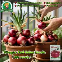 ราคา เมล็ดพันธุ์ หัวหอมใหญ่ หอมแขก หัวหอมแดง 200 เมล็ด Red Onion Seeds for Planting เมล็ดพันธุ์ หัวหอมใหญ่ หอมแขก ตัดกินใบได้ ปลูกง่าย หัวหอมใหญ่ หัวหอม หอมหัวใหญ่ หัวหอม หอม เมล็ดหัว (1732994209860913125)
