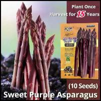 ราคา เมล็ดพันธุ์ หน่อไม้ฝรั่ง บรรจุ 10 เมล็ด Purple Asparagus Seed Vegetable Seeds หน่อไม้ฝรั่งสีม่วง เมล็ดหน่อไม้ฝรั่ง ผักออร์แกนิก เมล็ดพันธุ์ผัก บอนไซ พันธุ์ผัก เมล็ดผัก เมล็ดพันธ (1732880254690101221)