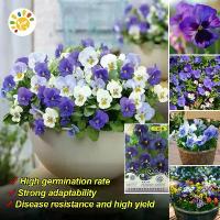 ราคา จัดส่งที่รวดเร็ว!เมล็ดพันธุ์ ดอกแพนซี่ แพนซี่ เมล็ดดอกแพนซี่ ไวโอล่า ดอกหน้าแมว Blue Pansy Flower Seeds for Planting เมล็ดดอกไม้ เมล็ดบอนสี ดอกไม้ปลูกสวยๆ เมล็ดพันธุ์ดอกไม้ ต้นบอ (1732880207221458917)