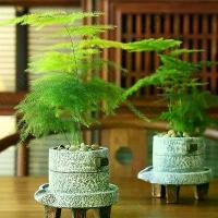 ราคา Asparagus Fern Tree Seeds สามารถปลูกได้ทั่วประเทศไทย ต้นไม้ ต้นไม้ประดับ เมล็ดพันธุ์ plants ต้นไม้ตกแต่ง พันธุ์ไม้หายาก เมล็ด ต้นไม้หายาก ไม้ประดับ ต้นไม้ประดับสด เมล็ดพันธุ์คุณภาพ ลดราคา ต้นไม้สวย (1