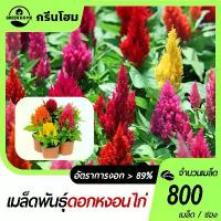 ราคา 300เมล็ด เมล็ดพันธุ์ดอกหงอนไก่ ไดอานา มิกซ์ หงอนไก่ฝรั่ง เมล็ดต้นหงอนไก่หลากสี เมล็ดพันธุ์ ผักสวนครัว โตไว (1732802288848308167)