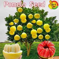 ราคา ปลูกง่าย ปลูกได้ทั่วไทย ต้นส้มโอ เมล็ดพันธุ์ (25เมล็ด/ซอง) Bonsai Pomelo Seeds for Planting Pomelo Fruit Seeds Pomelo Tree Seeds ต้นส้มโอ พันธุ์ส้มโอขาวน้ำผึ้ง ต้นส้มโอ พันธุ์ขาว (1733134393646417205)