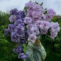 ราคา กุหลาบประดิษฐ์ หลายหัว สูง ดอกกุหลาบสีม่วง สีม่วงเข้มและอ่อน สไตล์ใหม่ การจัดดอกไม้ ทำจากผ้าไหม ดอกไม้ปลอม (1732837751885694890)