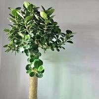 ราคา 【ส่งฟรี】 ต้นช้อนเงินช้อนทอง "ฟอร์มตอ" (ต้นใหญ่) (BANYAN TREE) พร้อมกระถาง+เม็ดPopper+ขาตั้งไม้สน (ต้นไม้มงคล)PLANT FOR YOU (1733581818550257535)