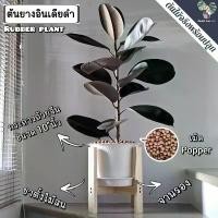 ราคา ต้นยางอินเดีย(ใบดำ-ใบเขียว)(ต้นใหญ่)Rubber Plantต้นไม้ฟอกอากาศ ต้นสูง80-90ซม.พร้อมกระถางครบชุดพร้อมปลูก (1734012129016513583)