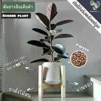 ราคา ‍♀️ต้นยางอินเดียดำ (Rubber Plant) 80-100Cm. พร้อมกระถางนางฟ้า10"นิ้ว+จานรอง+เม็ดPopper+ขาตั้งไม้สน (1734011971015115827)