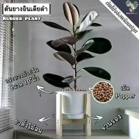 ราคา ต้นยางอินเดีย(ใบดำ-ใบเขียว)(ต้นใหญ่)Rubber Plantต้นไม้ฟอกอากาศ ต้นสูง80-90ซม.พร้อมกระถางครบชุดพร้อมปลูก (1733314573647906698)
