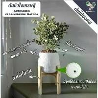 ราคา ❣️ต้นหัวใจเศรษฐี "กอใหญ่"(ต้นไม้มงคล) พร้อมกระถาง+จานรอง+เม็ดPopper+ขาตั้งไม้สน PLANT FOR YOU (1733977874086921973)