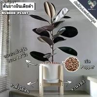 ราคา ขายร้อน ต้นยางอินเดีย(ใบดำ-ใบเขียว)(ต้นใหญ่)Rubber Plantต้นไม้ฟอกอากาศ ต้นสูง80-90ซม.พร้อมกระถางครบชุดพร้อมปลูก (1733426347376412161)