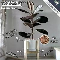 ราคา ✳ต้นยางอินเดีย(ใบดำ-ใบเขียว)(ต้นใหญ่)Rubber Plantต้นไม้ฟอกอากาศ ต้นสูง80-90ซม.พร้อมกระถางครบชุดพร้อมปลูก✤ (1733286977015678905)