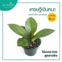 ราคา ต้นมหาเฮง ไม้มงคลปลูกเสริมบารมีเศรษฐีเงินหนา 8 นิ้ว ต้นไม้มงคล ไม้ฟอกอากาศ ต้นไม้ plant (1733867333986584152)