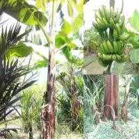 ราคา ต้นกล้าหน่อไม้ฝรั่ง พันธุ์บล็อกอิมพ...1 ต้น พร้อมปลูก ต้นกล้วย หน่อกล้วย Banana Tree Plant ขนาดสูง 30 ซม สายพันธุ์ กล้วยหอมพระประแดง (1734326247367935092)