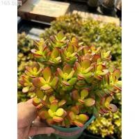 ราคา ต้นคลาสซูล่า แดว ( Crassula Ovata หรือ Jade Plant) หรือที่เรียกกันว่าต้นไม้สวรรค์หรือต้นใบเงินส่งเสริมในเรื่องของการเงิน สินค้าขายดี ขาย ร้อน (1733078305178092934)