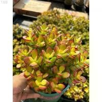 ราคา ต้นคลาสซูล่า แดว ( Crassula Ovata หรือ Jade Plant) หรือที่เรียกกันว่าต้นไม้สวรรค์หรือต้นใบเงินส่งเสริมในเรื่องของการเงิน ขายดีประจำเดือนนี้ แนะนำ (1733077682816255740)