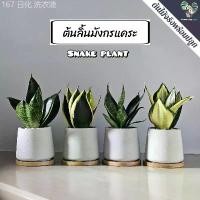 ราคา ลิ้นมังกรแคระ(Snake Plant)"หลายชนิด" (ต้นไม้ฟอกอากาศ/ตั้งโต๊ะทำงาน) กระถางปูนMinimal 3"นิ้้ว ของดีบอกต่อ ขายดีประจำเดือนนี้ (1733077699918268043)