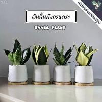ราคา ลิ้นมังกรแคระ(Snake Plant)"หลายชนิด" (ต้นไม้ฟอกอากาศ/ตั้งโต๊ะทำงาน) กระถางปูนMinimal 3"นิ้้ว คลังสินค้า ขายดีประจำเดือนนี้ (1733077214767318700)