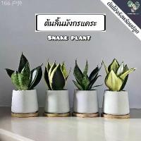 ราคา ลิ้นมังกรแคระ(Snake Plant)"หลายชนิด" (ต้นไม้ฟอกอากาศ/ตั้งโต๊ะทำงาน) กระถางปูนMinimal 3"นิ้้ว สินค้าขายดี แนะนำ (1733078006127822271)