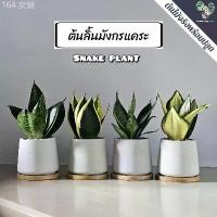 ราคา ลิ้นมังกรแคระ(Snake Plant)"หลายชนิด" (ต้นไม้ฟอกอากาศ/ตั้งโต๊ะทำงาน) กระถางปูนMinimal 3"นิ้้ว แนะนำ ขาย ร้อน (1733078542254966116)