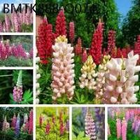 ราคา ลูปิน（Lupine Flower Seed）เมล็ดพันธุ์คุณภาพสูง 100 เมล็ด ลดราคา ดอกไม้สวย เมล็ดพันธุ์ดอกไม้ เมล็ดพันธุ์ ต้นดอกไม้ (1734222656662439448)