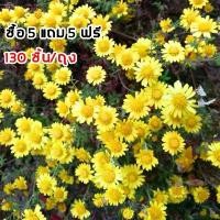 ราคา ❇เมล็ดพันธุ์ ดอก กระดุมทอง (Melampodium paludosum Seed) 130 เมล็ด อัตราการงอกสูง เบญจมาศเหลือง เมล็ดพันธุ์ ดอกไม้♥ (1733554477040567925)