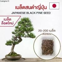 ราคา แนะนำ (ล็อต 5/08/68) เมล็ดสนดำญี่ปุ่น (Blackpine Seed) ต้นสนดำ เมล็ดสนดำ สนดำญี่ปุ่น บอนไซ (1732951315334923555)