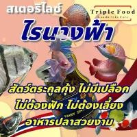 ราคา ขายร้อน ไรนางฟ้า อาหารปลา Fish Food UHT อาหารปลาสวยงาม อาหารปลากัด ไรน้ำนางฟ้า ปลาหมอสี ปลามังกร ปอมปาดัวร์ (1733829801365506042)