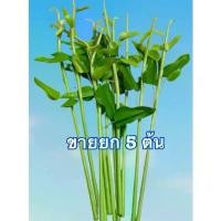 ราคา ผักปลอม ผักบุ้งปลอม (ขายยก5 ต้น) ห้ามโดนน้ำจ้า เถาวัลย์ ดอกไม้ ปลอม cherry flower ก้าน ดอกไม้ ปลอม (1732627739454440720)