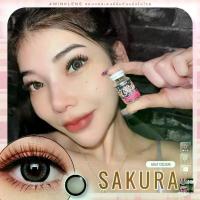 ราคา Sakura gray คอนแทคเลนส์ สายตาปกติ (สายตาสั้น -50 ถึง -1000) Dia 14.5 (1729584035931130252)