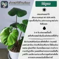 ราคา 【​สินค้าขายดีอันดับ 1】 ❤️ต้นว่านเสน่ห์จันทร์แดง King of Hearts 60-70 Cm. พร้อมกระถาง+จานรอง+เม็ดPopper+ขาตั้ง (ต้นไม้ฟอกอากาศ) (1733527582603773823)