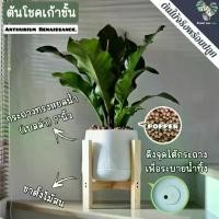 ราคา 9️ต้นโชคเก้าชั้น (Anthurium 'Renaissance') ต้นใหญ่ พร้อมกระถาง+เม็ดPopper+ขาตั้ง (1733314602597123978)