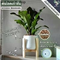 ราคา ❄9️⃣ต้นโชคเก้าชั้น (Anthurium 'Renaissance') ต้นใหญ่ พร้อมกระถาง+เม็ดPopper+ขาตั้ง✌ (1734257652800128017)
